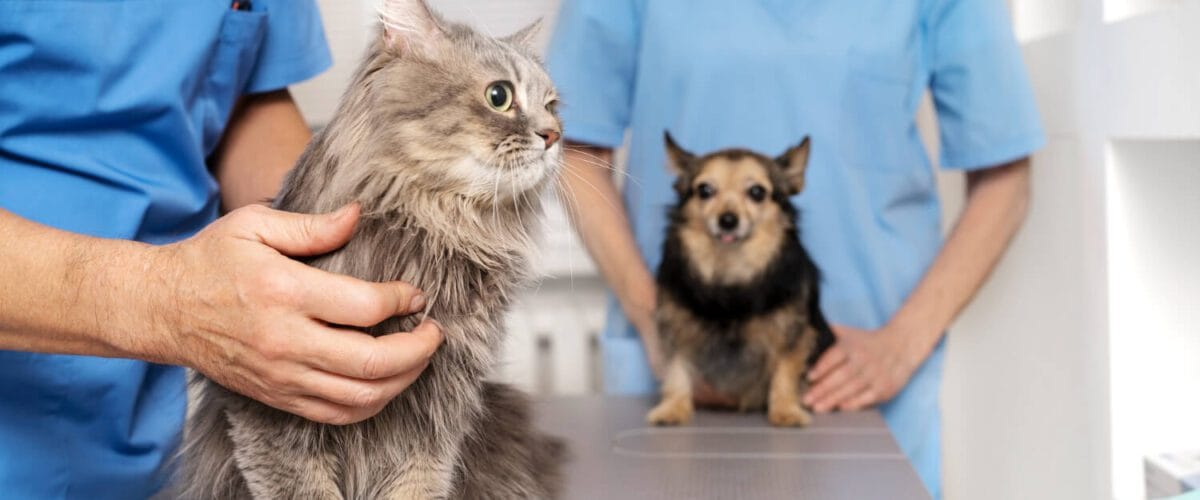 Doenças De Pele Pet