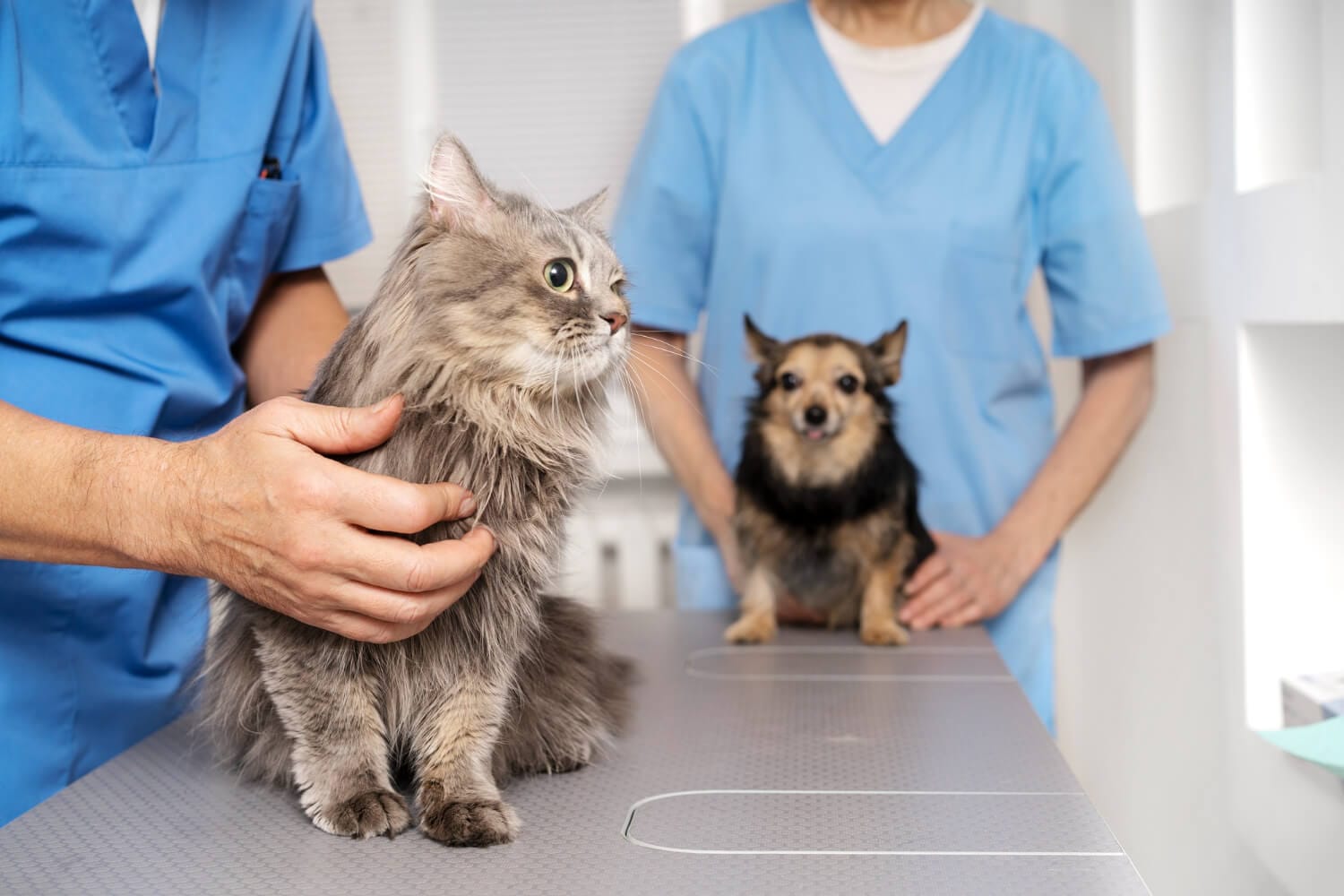 Doenças De Pele Mais Comuns Em Cães E Gatos 1 Doenças De Pele Pet