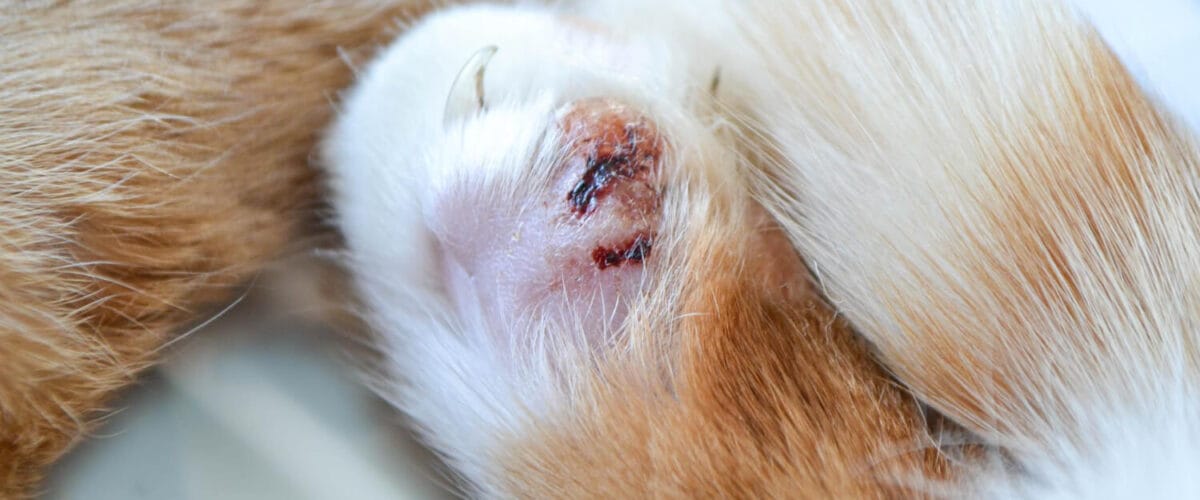 Dermatologia Veterinária: O Que É E Como Pode Ajudar Seu Pet 5 Dermatologia Veterinária Doenças De Pele Alergias Em Cães E Gatos