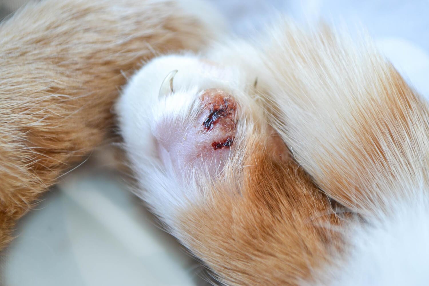 Dermatologia Veterinária Doenças De Pele Alergias Em Cães E Gatos
