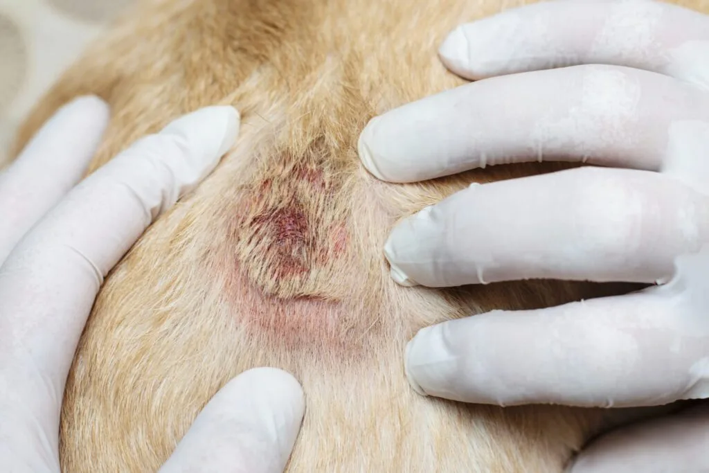 Doenças De Pele Em Cães E Gatos: As Mais Comuns E Como Tratar 2 Doenças De Pele Sintomas Como O Estresse Afeta Diretamente A Pele Do Seu Pet
