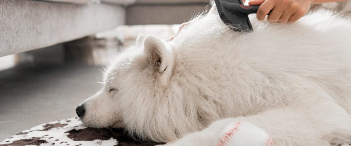 Tratamentos Como O Estresse Afeta Diretamente A Pele Do Seu Pet