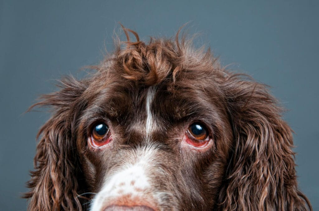 Como o Estresse Afeta Diretamente a Pele do seu Pet