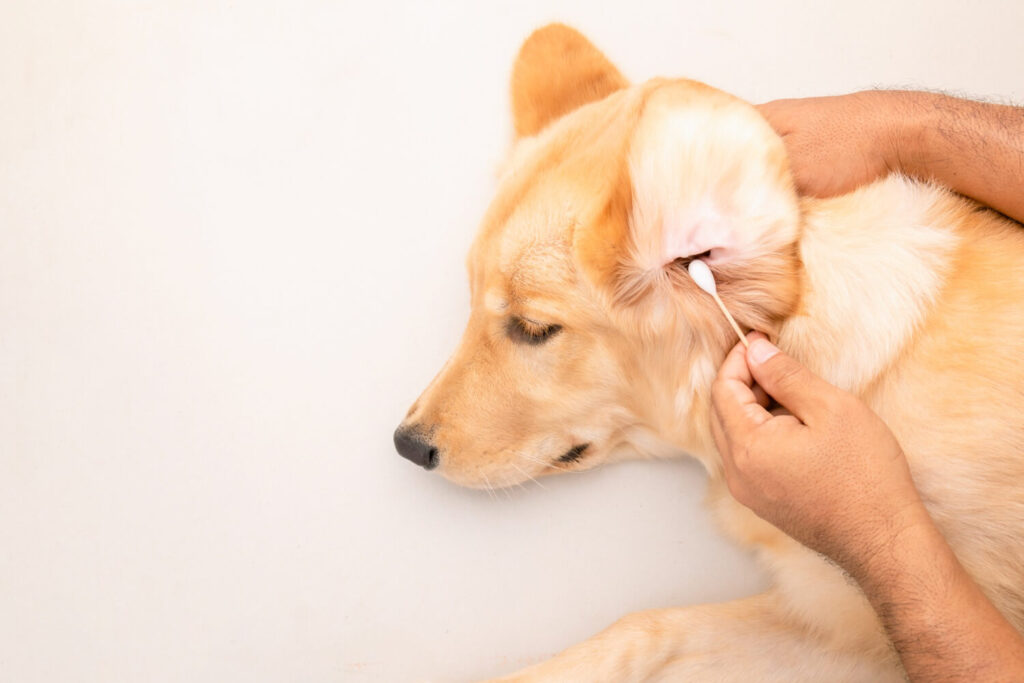 Seu Pet Com Coceira Nas Orelhas? Pode Ser Otite — Saiba Como Agir 2 Otite Em Pets