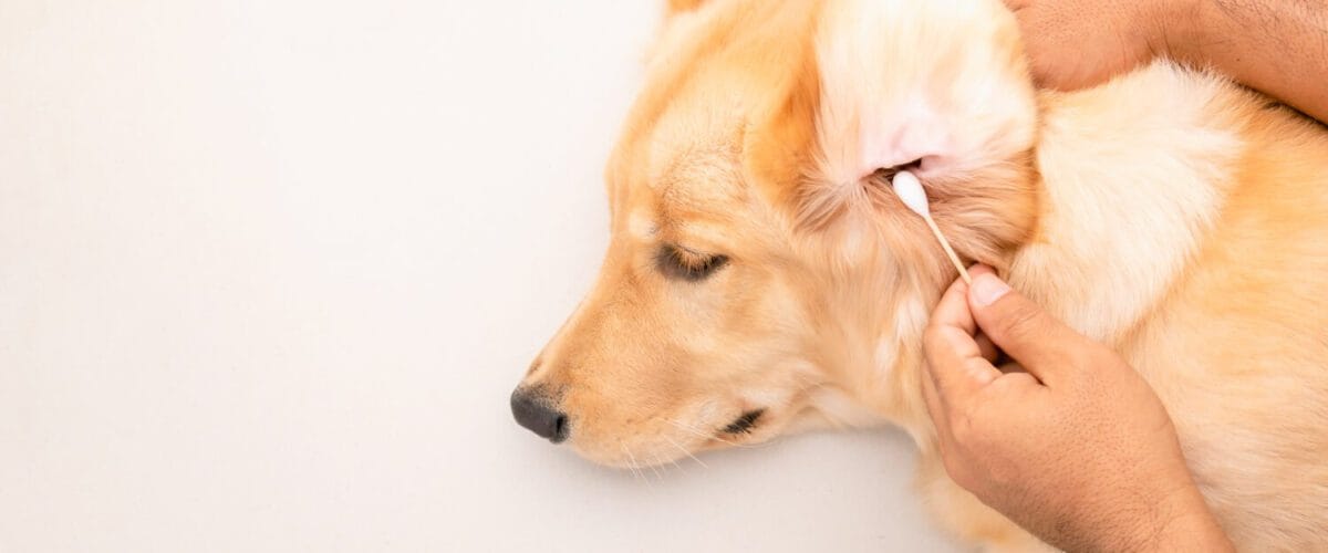 Prevenção E Tratamento Da Otite Em Pets: Tudo O Que Você Precisa Saber 8 Otite Em Pets