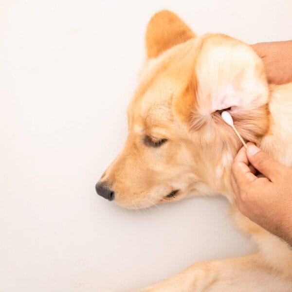 Petderma-Otite-Pets.1 Otite Em Pets