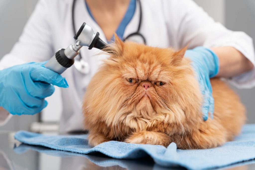 Prevenção E Tratamento Da Otite Em Pets: Tudo O Que Você Precisa Saber 3 Otite Em Pets