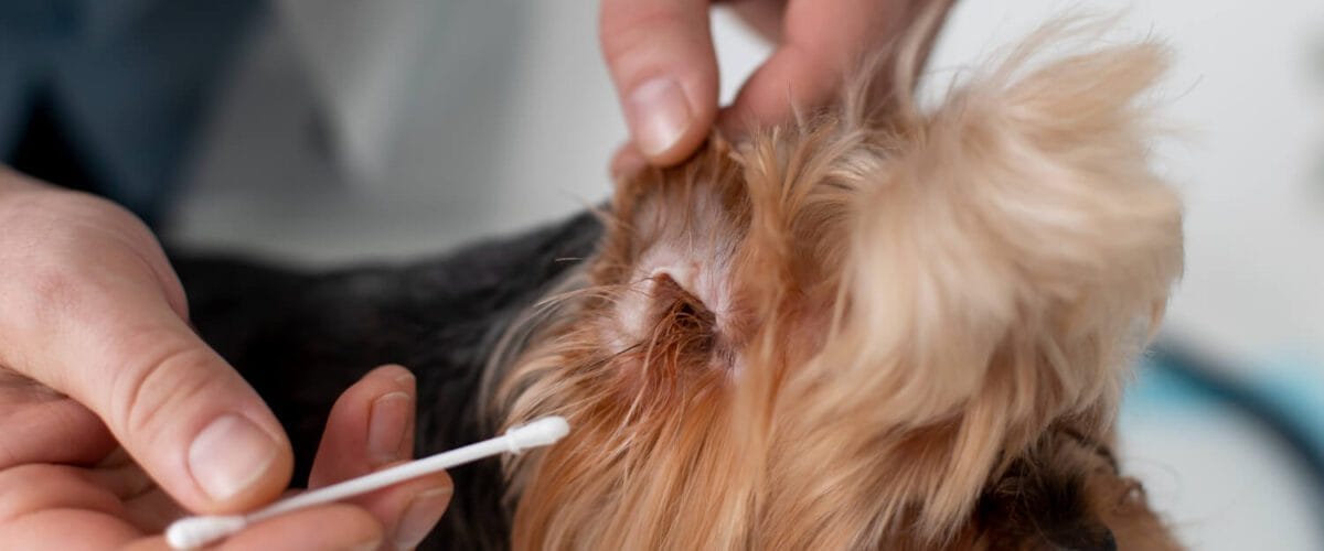 Riscos Dermatológicos: Como A Falta De Higiene Afeta A Pele Do Pet 4 Otite Em Pets