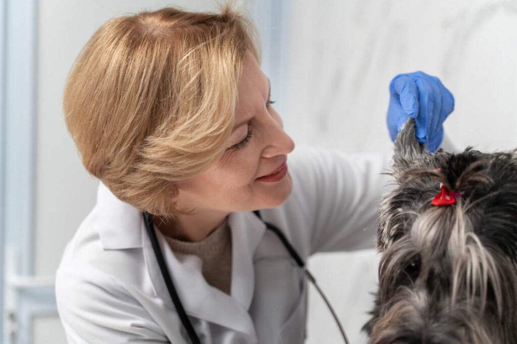 Prevenção E Tratamento Da Otite Em Pets: Tudo O Que Você Precisa Saber 2 Otite Em Pets