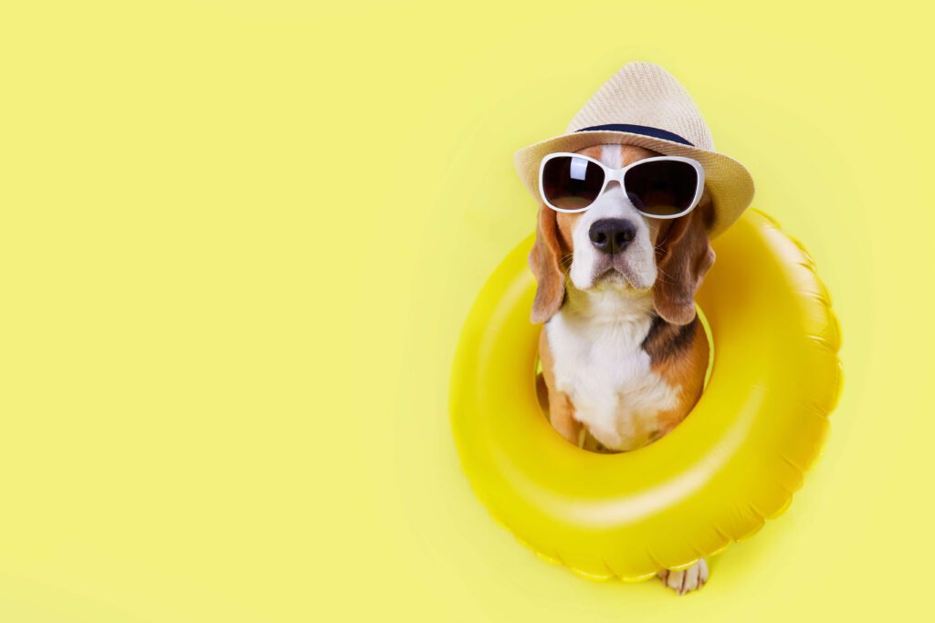 Dicas Para Cuidar Da Pele Do Seu Pet No Verão E Evitar Problemas Dermatológicos 3 Pele Saudável No Verão: O Que Fazer Para Cuidar Do Seu Pet Nos Dias Quentes