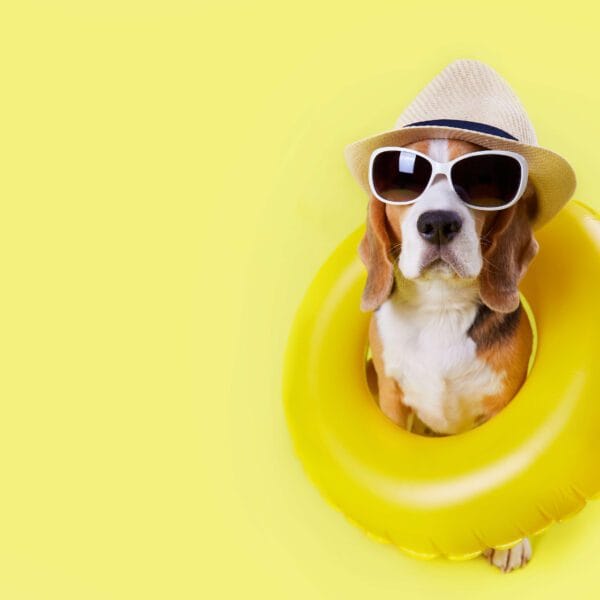 Petderma-Pele-Do-Pet-No-Verao.2 Pele Saudável No Verão: O Que Fazer Para Cuidar Do Seu Pet Nos Dias Quentes