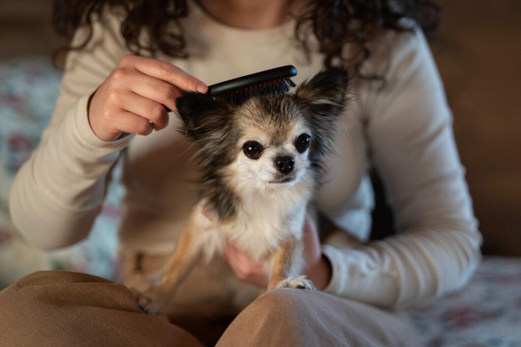 Como Evitar Infecções Dermatológicas Em Cães E Gatos 3 Como Melhorar A Qualidade De Vida Do Pet Com Cuidados Com A Pele