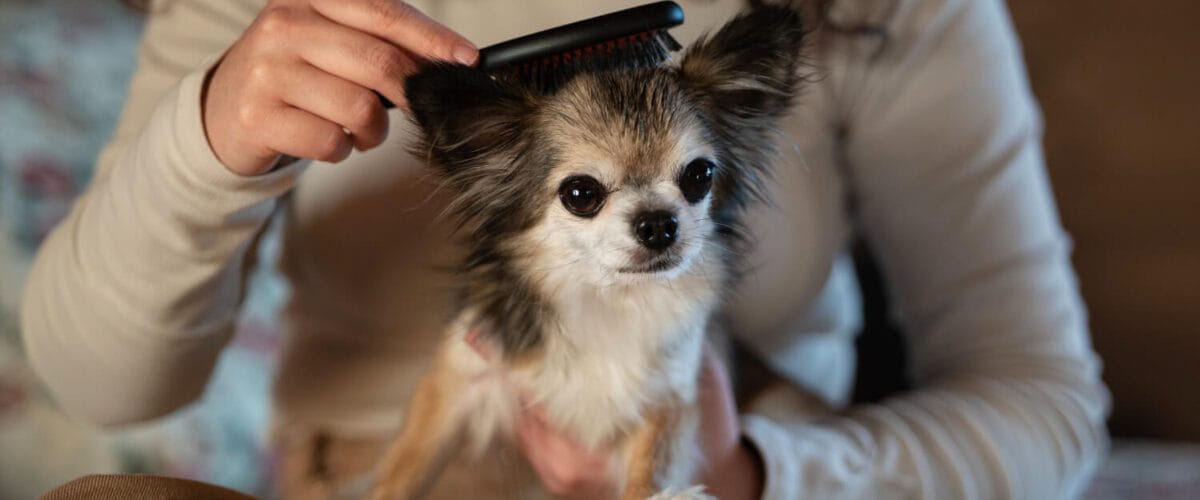Como Garantir Que Seu Pet Tenha Uma Pele Saudável Ao Longo Do Ano 2 Como Melhorar A Qualidade De Vida Do Pet Com Cuidados Com A Pele