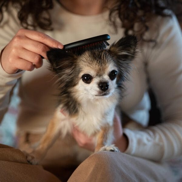 Petderma-Qualidade-De-Vida-Dos-Pets-E-Pele Como Melhorar A Qualidade De Vida Do Pet Com Cuidados Com A Pele