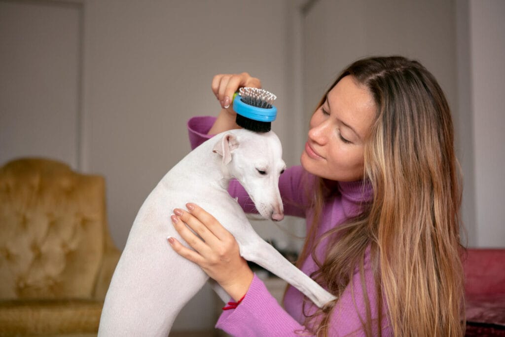 Como Melhorar A Qualidade De Vida Do Pet Com Cuidados Com A Pele 2 Como Melhorar A Qualidade De Vida Do Pet Com Cuidados Com A Pele