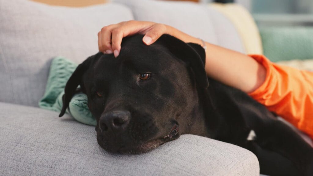 Seu Pet Está Estressado? Veja Quais As Possíveis Causas Do Estresse 2 Estresse