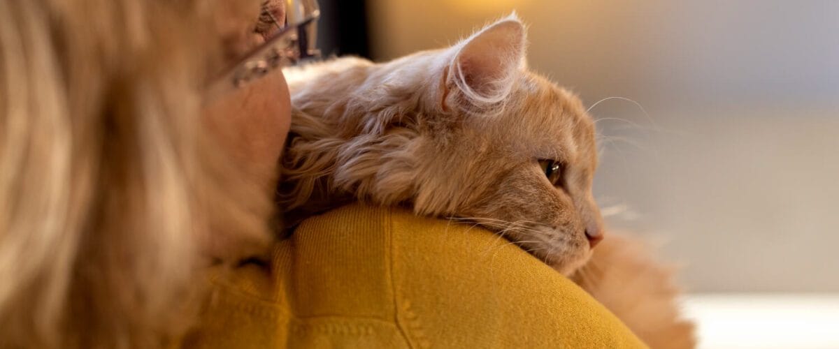 Gato Se Coçando Demais? Veja Como Aliviar A Coceira E Proteger A Saúde Do Seu Pet 1 Estresse