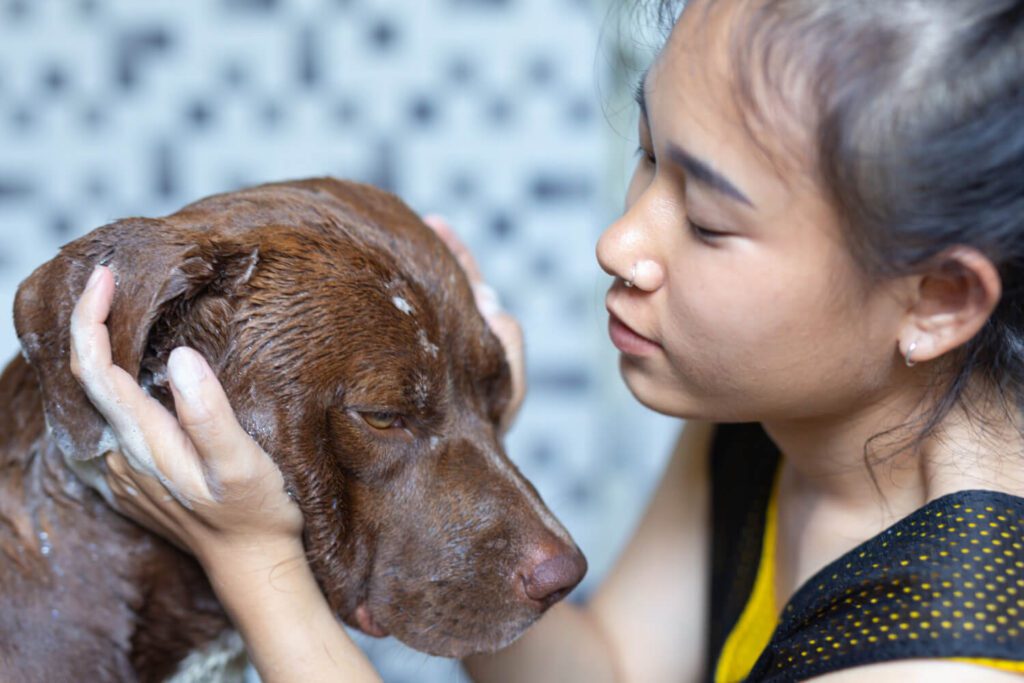 Guia De Tratamento Para Dermatite Alérgica Em Cães E Gatos 2 Dermatite Alérgica Em Cães E Gatos