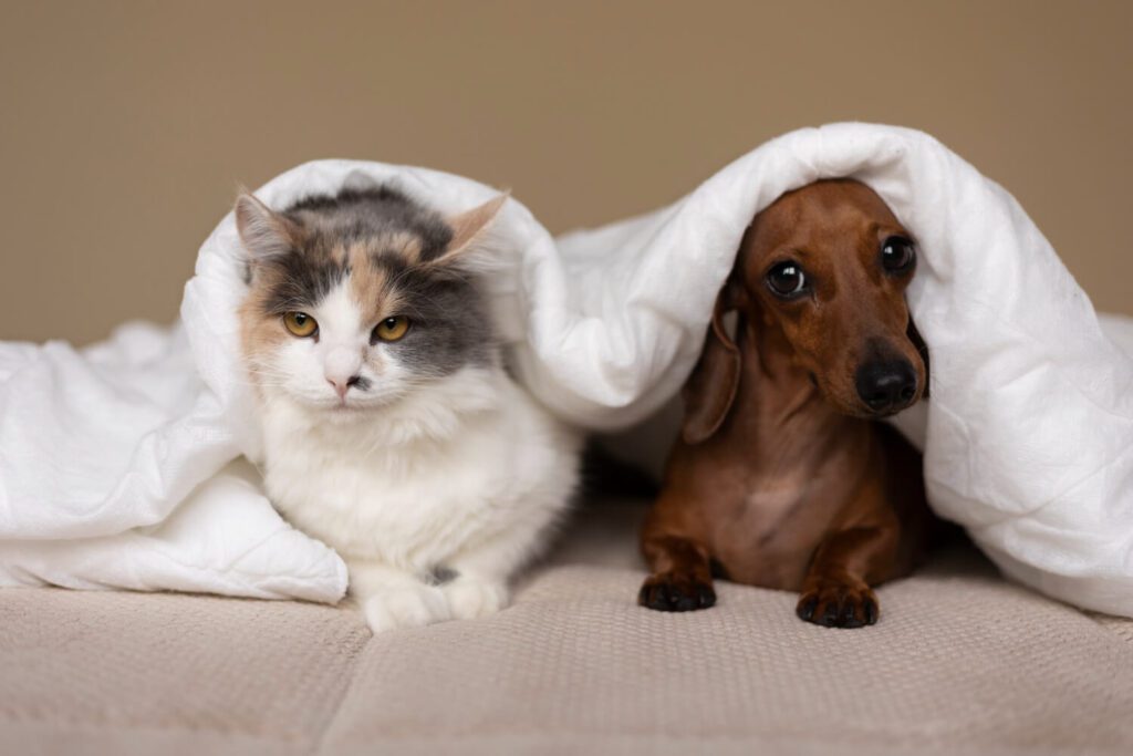 Guia De Tratamento Para Dermatite Alérgica Em Cães E Gatos 3 Dermatite Alérgica Em Cães E Gatos