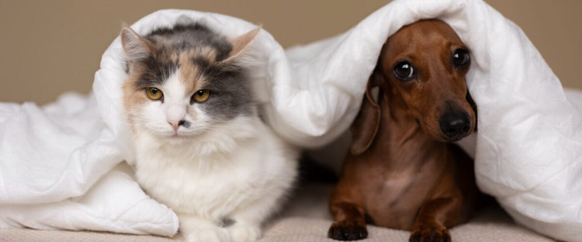 Gatilhos Alérgicos Dermatite Alérgica Em Cães E Gatos Alergias Em Cães E Gatos