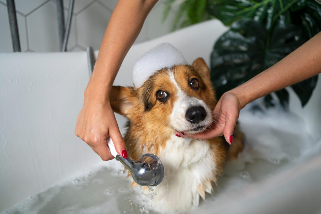 Higiene Em Pets: Tudo O Que Você Precisa Saber Para Cuidar Da Saúde Do Seu Animal 2 Higiene Animal