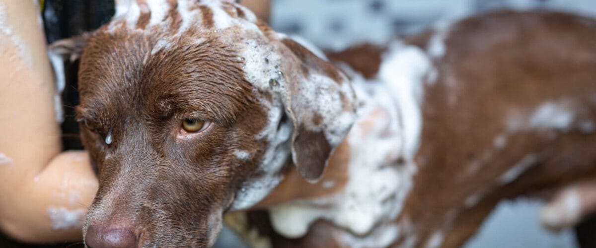 Higiene Em Pets: Tudo O Que Você Precisa Saber Para Cuidar Da Saúde Do Seu Animal 1 Higiene Animal