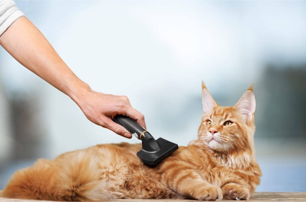 Cuidados De Higiene Que Fazem Toda A Diferença Na Pele Do Seu Pet 4 Higiene Animal