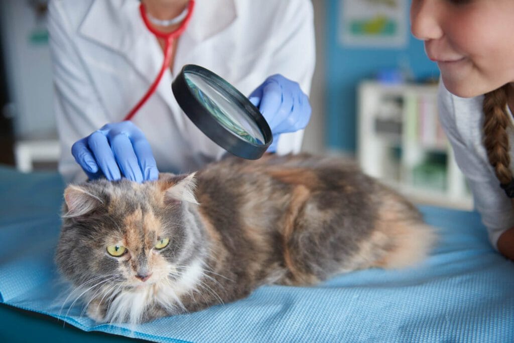 Parasitas Em Pets: Como Proteger Seu Pet De Infestações Dermatológicas 2 Parasitas Em Pets
