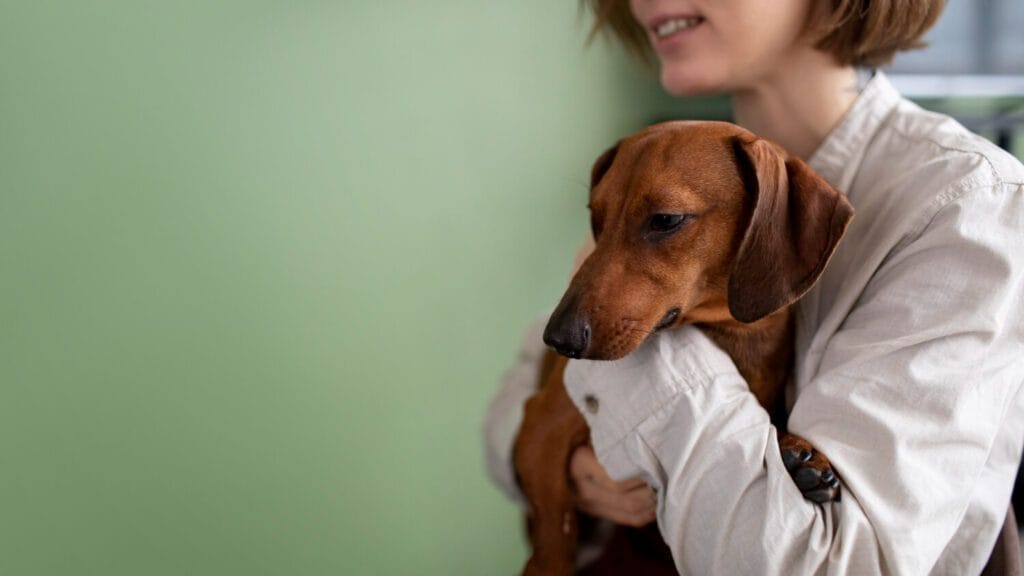 Dicas Infalíveis Para Manter A Pele Do Seu Pet Saudável O Ano Todo 2 Pele Saudável