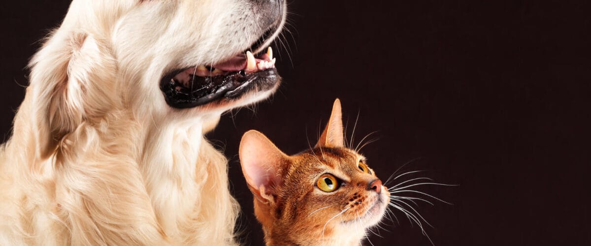 Pele De Pets Idosos: Cuidados Especiais Para Uma Velhice Saudável 4 Pele Do Pet Idoso Coceira