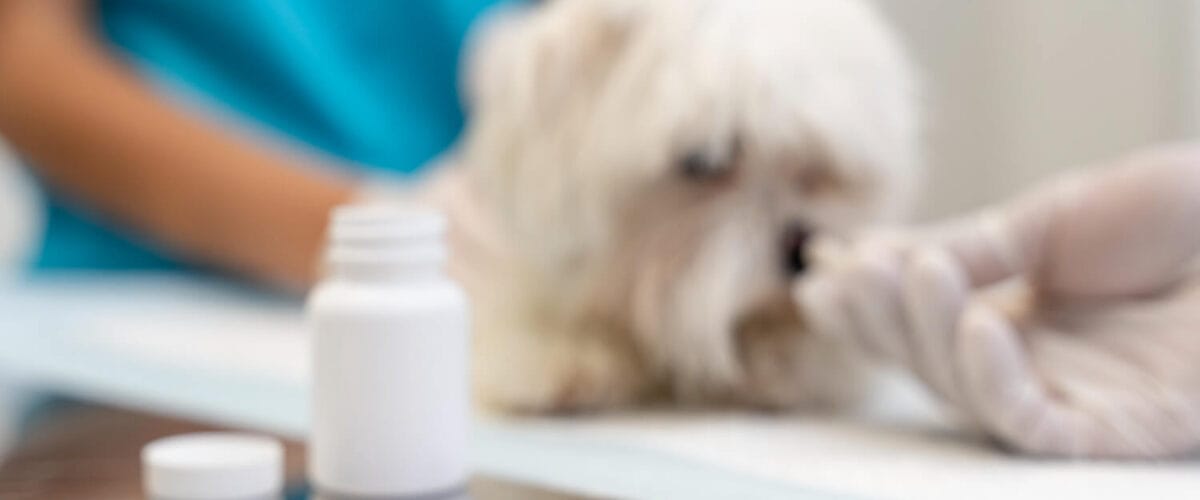 Quando Os Tratamentos Tópicos São A Melhor Escolha Para O Seu Pet 7 Tratamentos Tópicos