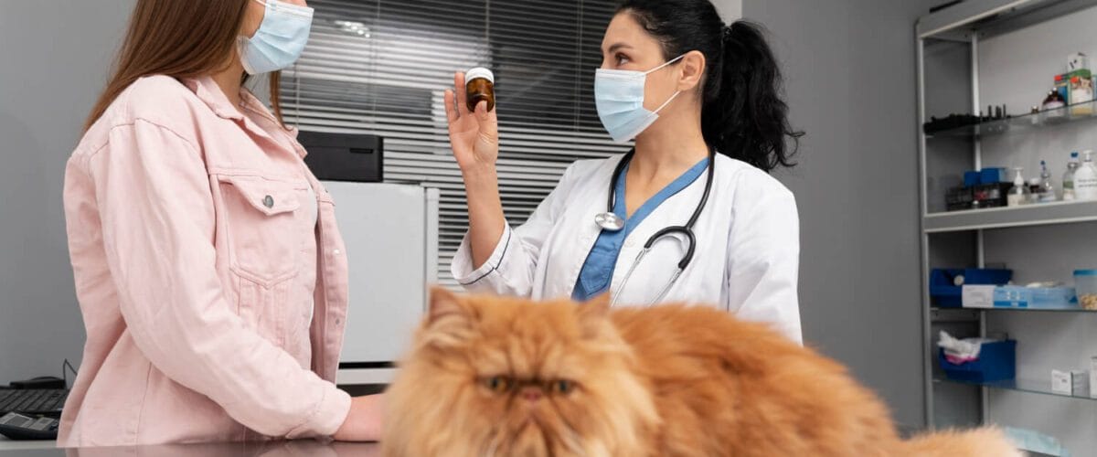 Como Prevenir Infecções De Pele Em Cães E Gatos Com Hábitos Simples 1 Tratamentos Tópicos