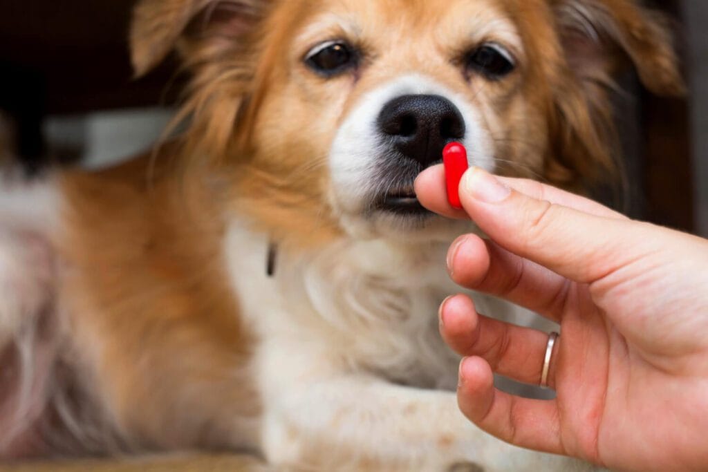 Suplementos Nutracêuticos Para Pets: Como O Zenrelia Pode Ajudar No Bem-Estar Emocional 2 Zenrelia