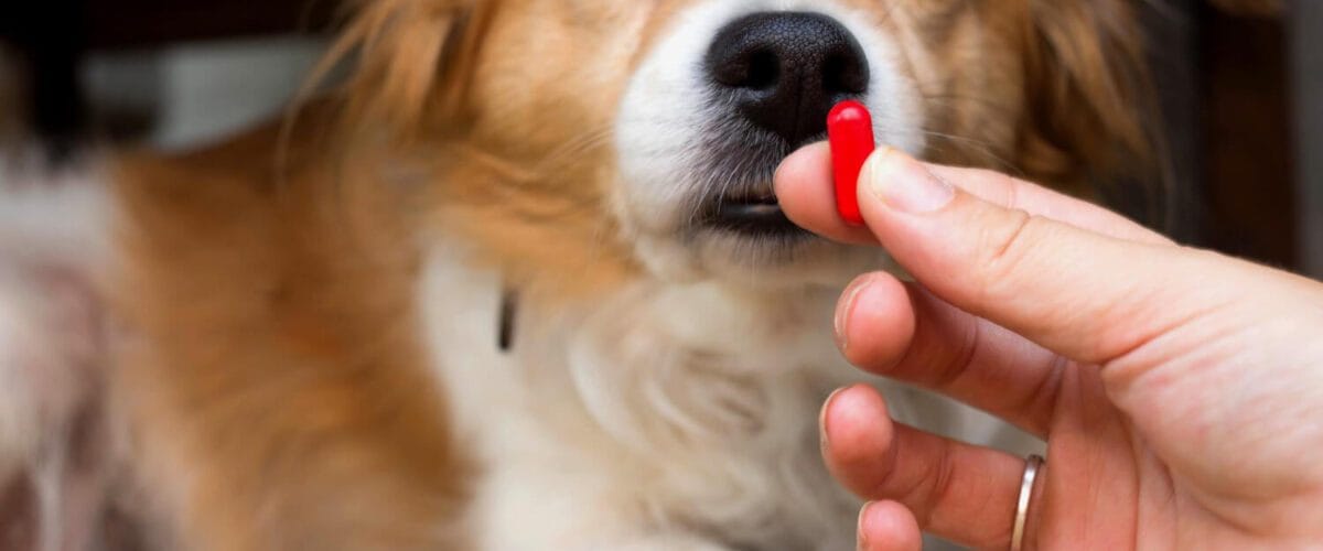 Zenrelia Para Cães E Gatos: Como Esse Suplemento Pode Ajudar Seu Pet A Viver Com Mais Calma 8 Zenrelia
