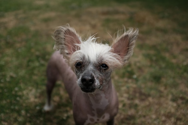 Tratamentos Mais Eficientes Para Cães Com Alopecia X 4 Alopecia X