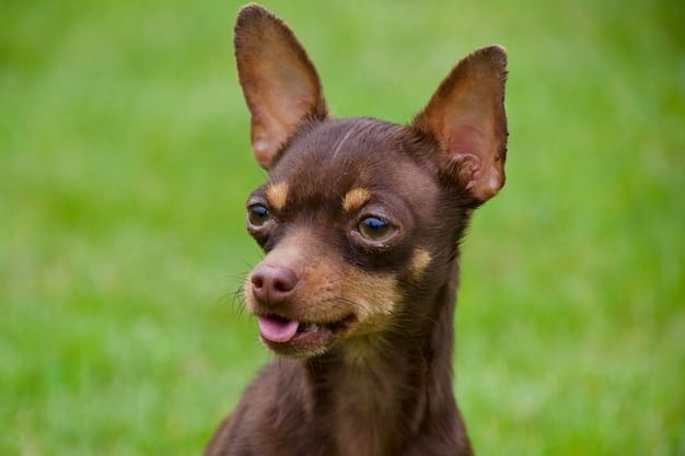 Tratamentos Mais Eficientes Para Cães Com Alopecia X 3 Alopecia X
