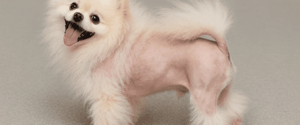 Tratamentos Avançados Para Alopecia X Em Pets: Como Combinar Terapias Para Melhores Resultados 1 Alopecia X