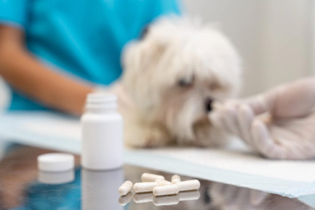 Zenrelia Para Cães E Gatos: Como Esse Suplemento Pode Ajudar Seu Pet A Viver Com Mais Calma 3 Apoquel Para Cães