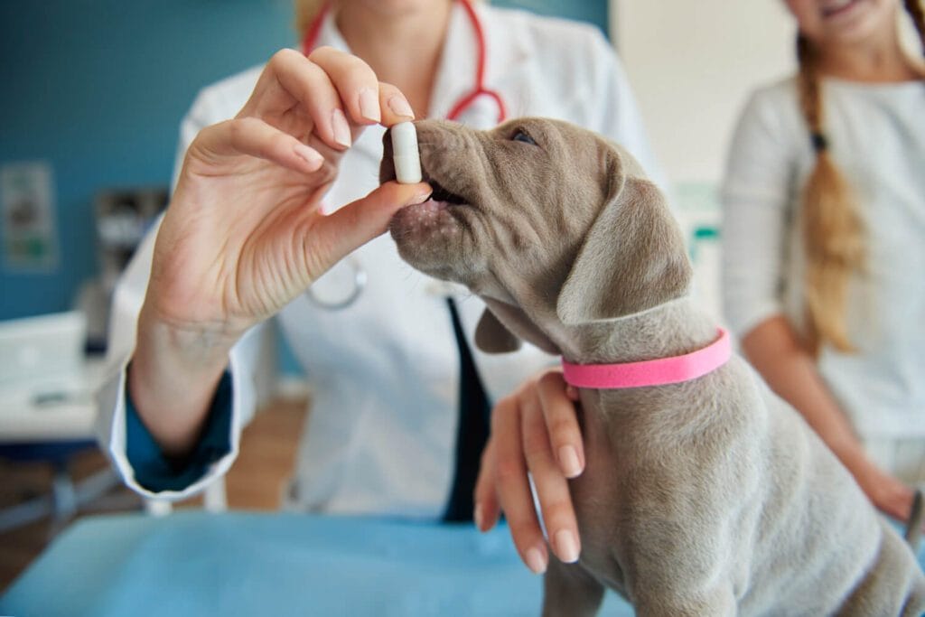 Apoquel Para Cães: Tudo O Que Você Precisa Saber Sobre O Controle Da Coceira Alérgica 2 Apoquel Para Cães