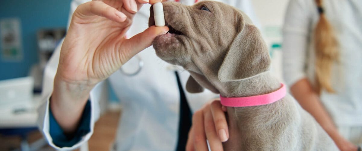Suplementos Nutracêuticos Para Pets: Como O Zenrelia Pode Ajudar No Bem-Estar Emocional 1 Apoquel Para Cães Zenrelia