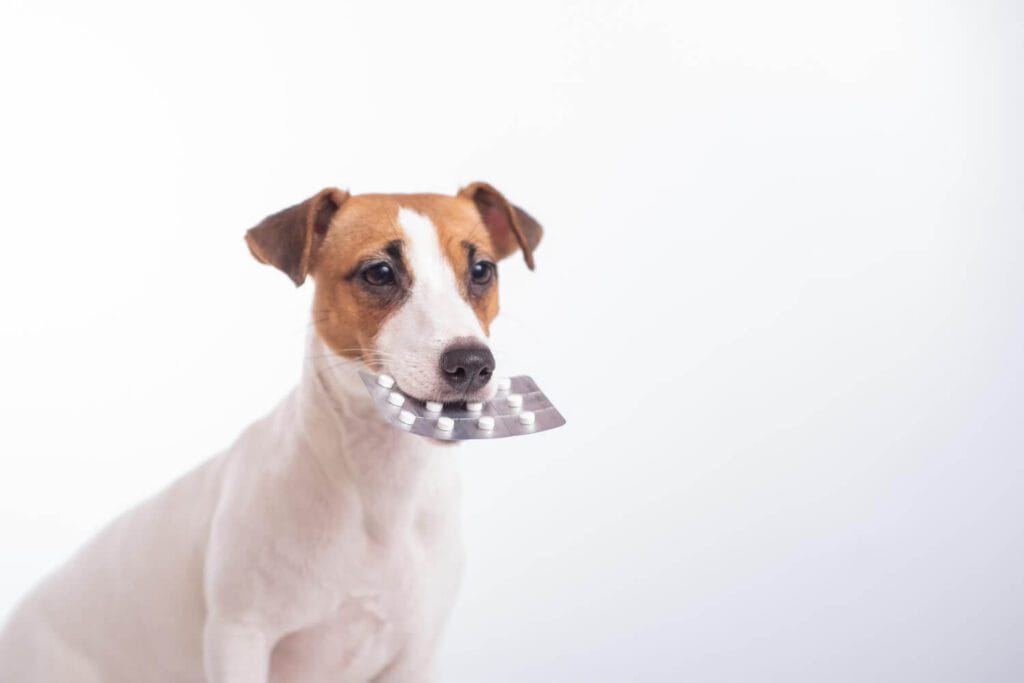Apoquel Para Cães: Tudo O Que Você Precisa Saber Sobre O Controle Da Coceira Alérgica 3 Petderma: Especialistas Em Dermatologia Veterinária Em São Paulo - Encontre O Melhor Cuidado Para Seu Pet Com A Petderma, Sua Clínica Especializada Em Dermatologia Veterinária Em Sp. Tratamentos Inovadores Para Cães E Gatos.