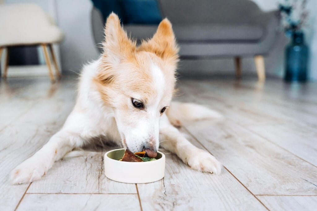 A Verdade Sobre Comida Natural Para Cães Alérgicos: Solução Ou Modinha? 2 Comida Natural Para Cães Alérgicos