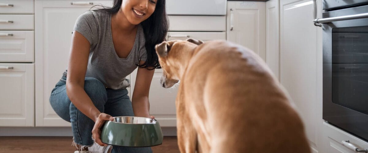 Manejo Ambiental Em Pets Alérgicos: Dicas Práticas Para Reduzir Gatilhos Dentro De Casa 1 Comida Natural Para Cães Alérgicos