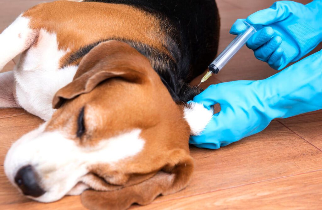 Cytopoint Para Cães: O Que É, Como Funciona E Por Que Está Revolucionando O Tratamento Da Coceira Canina 3 Cytopoint