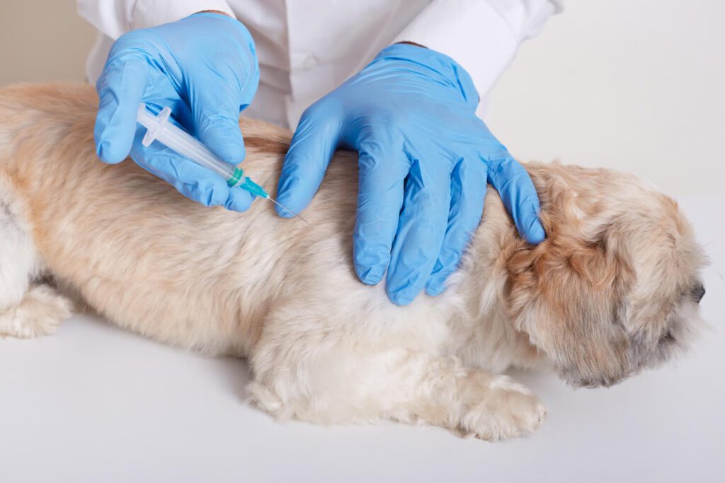 Cytopoint Para Cães: O Que É, Como Funciona E Por Que Está Revolucionando O Tratamento Da Coceira Canina 4 Petderma: Especialistas Em Dermatologia Veterinária Em São Paulo - Encontre O Melhor Cuidado Para Seu Pet Com A Petderma, Sua Clínica Especializada Em Dermatologia Veterinária Em Sp. Tratamentos Inovadores Para Cães E Gatos.