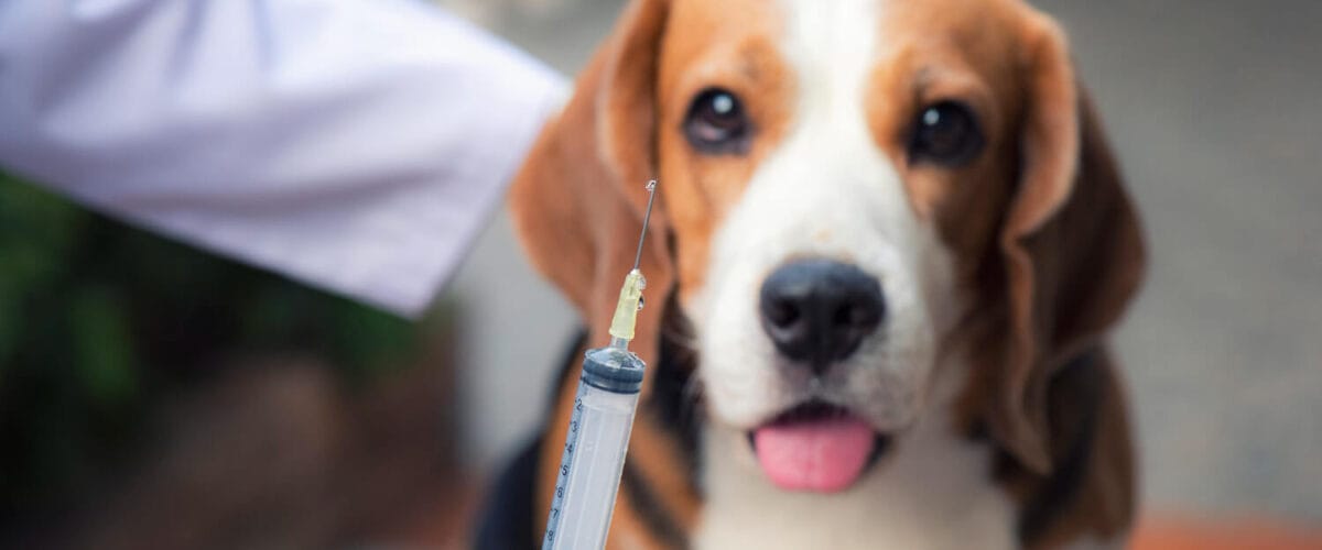 Cytopoint Para Cães: O Que É, Como Funciona E Por Que Está Revolucionando O Tratamento Da Coceira Canina 1 Cytopoint