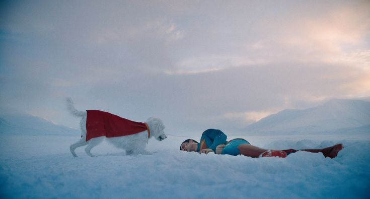 O Efeito Krypto: Como Um Cachorro De Filme Aumentou As Adoções Em 513% — E O Alerta Dos Especialistas Para A Saúde Dos Pets 2 Adoções