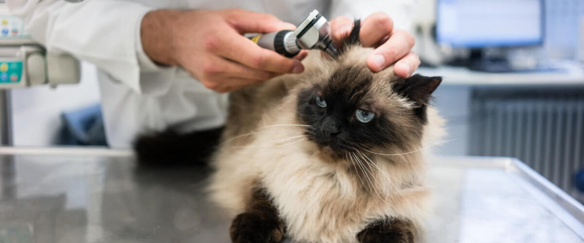 Técnicas De Limpeza Auricular Para Prevenir Otites Em Pets 1 Otite Em Gatos