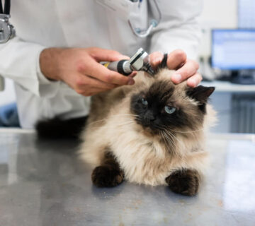 Otite Em Gatos Antibiograma