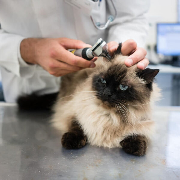 Petderma-Otite-Em-Pets. Otite Em Gatos